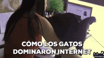 enelnombredelgatocom  GIF