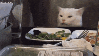The Real Housewives Of Beverly Hills Cat GIF by MOODMAN - Find & Share on GIPHY