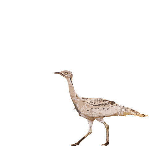 Sticker by ِِActionUAE