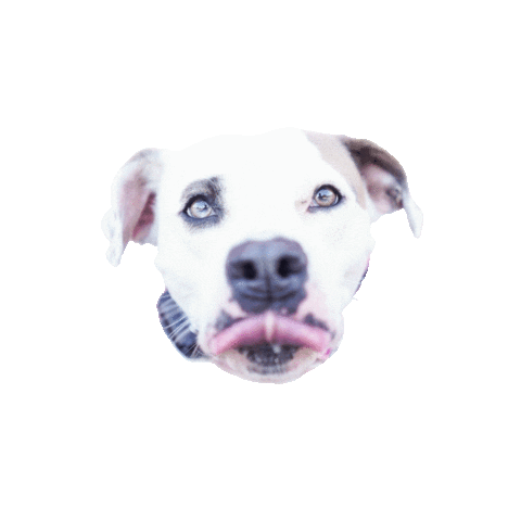 Walking Dog Training Sticker