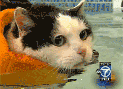 Cat Swimming GIF