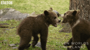 Wrestling Fighting GIF by BBC Earth
