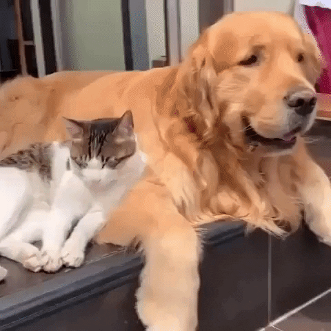 Cat And Dog Gifsthatkeepongiving GIF by MOODMAN - Find & Share on GIPHY