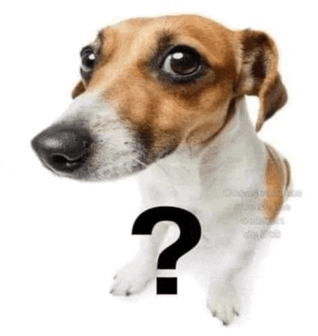 Dogmarkz GIF