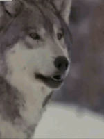 wolves GIF