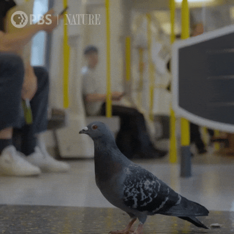 Explore London GIF by Nature on PBS