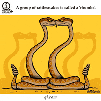 Rattlesnake GIFs - Get the best GIF on GIPHY