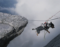 Dog Mountain Climbing GIF by HuffPost - Find & Share on GIPHY