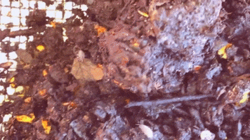 Food Earth GIF by Common Ground Compost