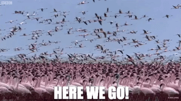here we go flamingo GIF