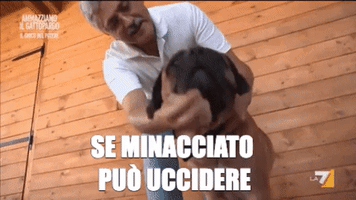 Dalema GIF