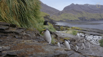 national geographic jump GIF by Nat Geo Wild