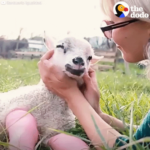 lamb GIF by The Dodo