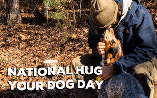 Chris Burns Dog GIF by JC Property Professionals