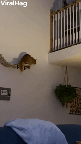 Joey The Cat Wishes The Bridge Went To The Loft GIF by ViralHog