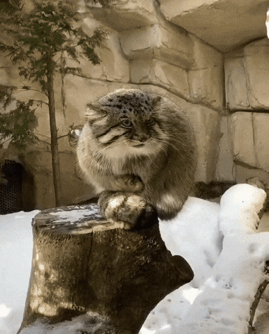 Pallas Cat GIF