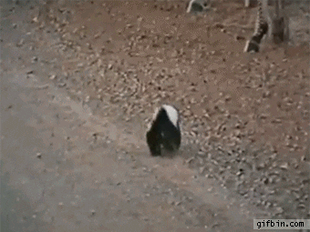 Honey Badger Zebra GIF - Find & Share on GIPHY