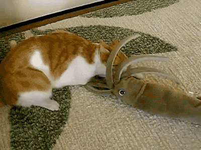 giphy.gif