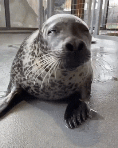Harbour Seal GIF by Valley Zoo Development Society