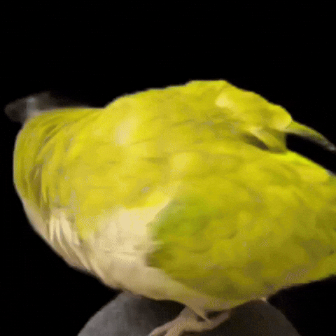 Infinite Spin GIF