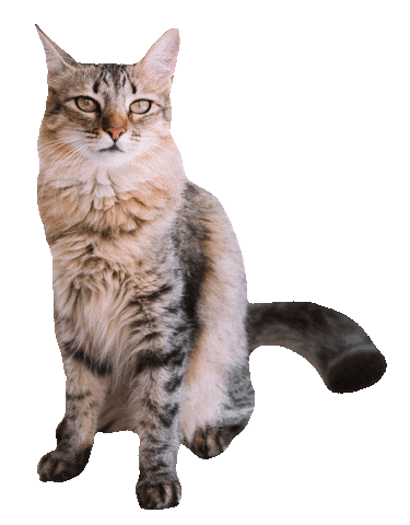 Romeu, Malelo & Dalila Sticker