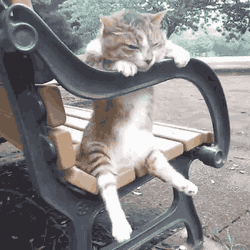 Video gif. Cat sits awkwardly upright on a park bench slumped over the armrest and dangling it's legs over the side. 