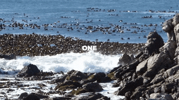 SeaSoilution GIF