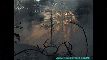Forest Fire Wildfire GIF
