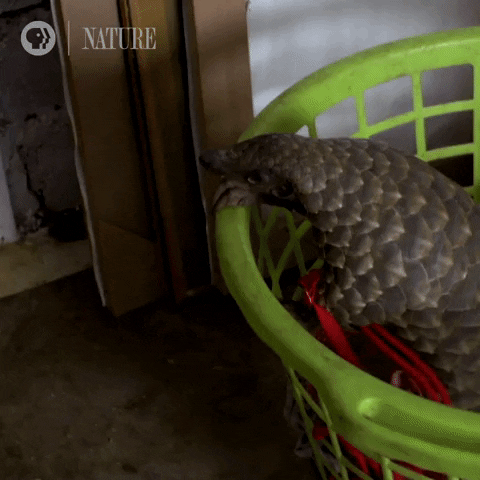 Pbs Nature Armadillo GIF by Nature on PBS