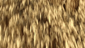 heilbadheiligenstadt GIF