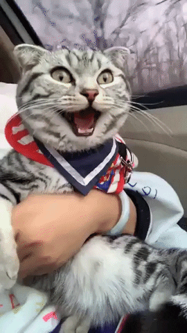 excited cat in car gif