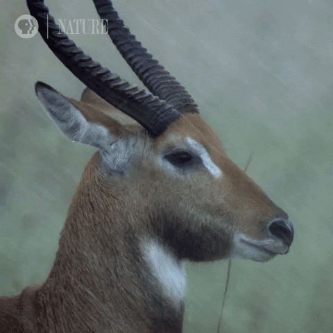 Pbs Nature Rain GIF by Nature on PBS