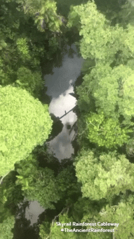 Protect The Rainforest Gifs Get The Best Gif On Giphy