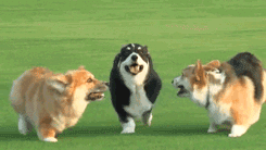 GIF by The BarkPost