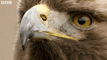 Angry Look GIF by BBC Earth