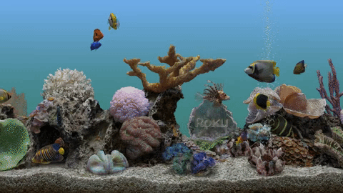 Aquarium Screensaver GIF - Find & Share on GIPHY