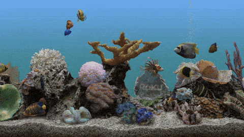 Aquarium Screensaver GIF - Find & Share on GIPHY Aquarium Screensaver GIF - Find & Share on GIPHY