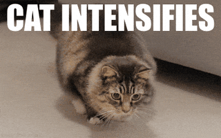 Cat Intensifies GIF