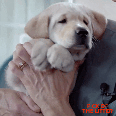 puppy hug GIF by Signature Entertainment