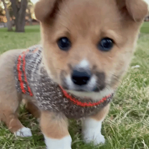 Finn Dog Sweater GIF - Finn Dog Sweater Finn - Discover & Share GIFs