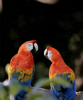 birds wildlife GIF