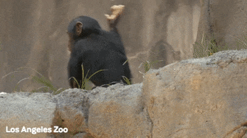 Baby Animal Spinning GIF by Los Angeles Zoo and Botanical Gardens