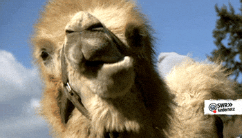 GIF