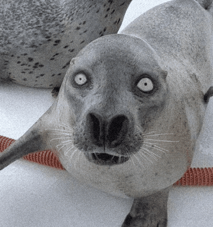 Seal GIF