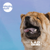 Chow Chow Dog GIF by Relaxing Stuff