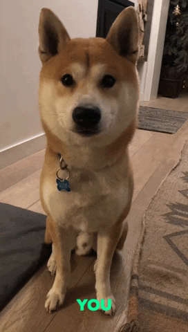 Dog GIF