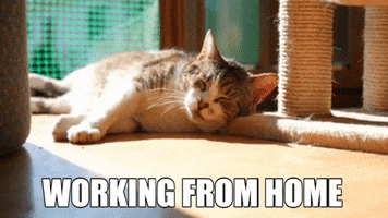 Work From Home GIF by Squirrel Monkey