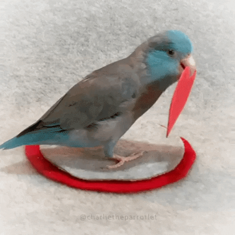 Video gif. Blue parakeet stand on a stack of gray and red felt fabric, turning slowly to look at us as it holds a red paper heart in its beak.  