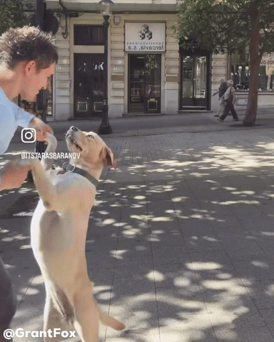 Dog Wtf GIF
