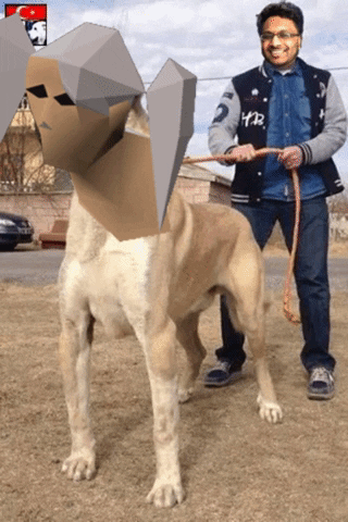 Animated GIF